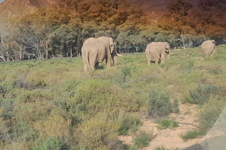 Safari al tramonto nella Riserva dell&#039;Aquila con trasporto privato