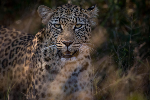 Safári Pilanesberg Prestige de 2 dias