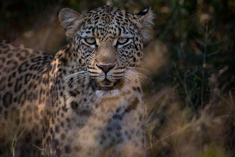 2-dniowe safari Pilanesberg Prestige Safari