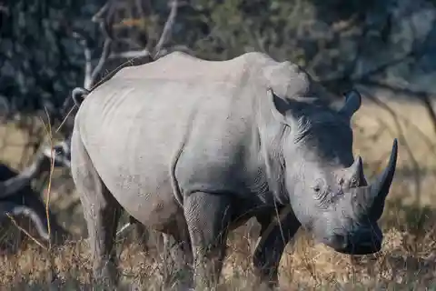 Parco Nazionale di Mosi-oa-Tunya: escursione privata + rinoceronte bianco