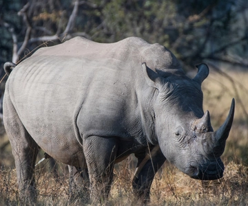 Mosi-oa-Tunya National Park Private Game Drive + White Rhino