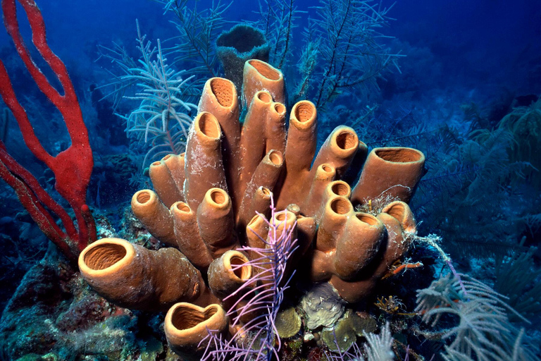 Zanzibar: Discover Jambiani Unique Sponge Farming Tour