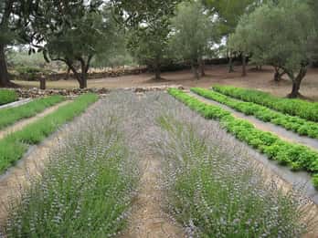 Ecoherbes - Guided Visit to the botanical garden