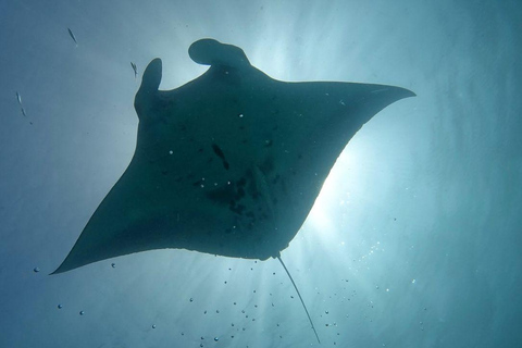 El Nido: Descobre o mergulho com raias-manta em Sibaltan