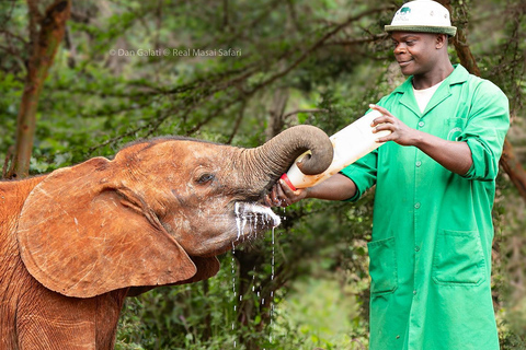 Excursión de un día a Nairobi: Visita al Centro de Jirafas y al Orfanato de Elefantes