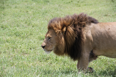 Arusha: 6-tägige Safari nach Tarangire, Lake Manyara und …Arusha: 6-tägige Safari nach Tarangire, zum Manyara-See und …