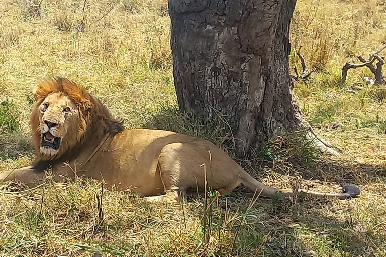 Safári de vida selvagem: 5 dias em Maasai Mara, Lago Nakuru e NaivashaSafari da vida selvagem: Maasai Mara de 5 dias, Lago Nakuru e Naivasha