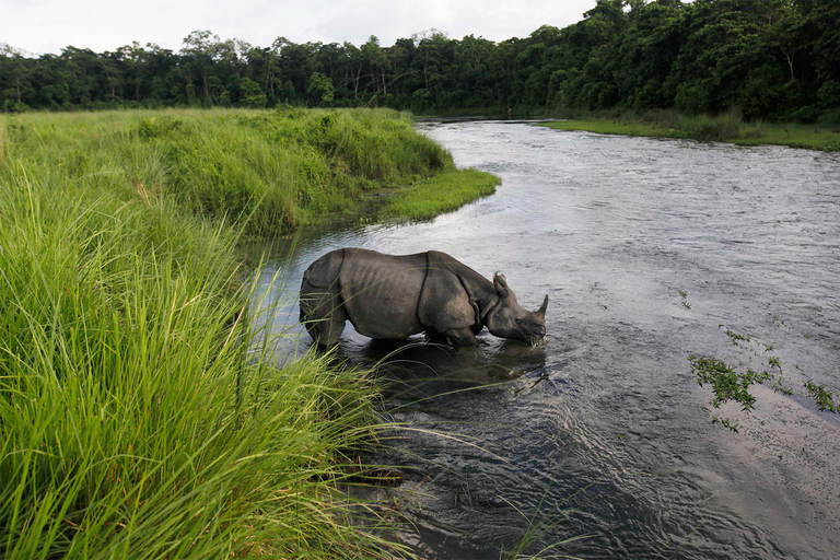 3 noites e 4 dias no Parque Nacional de Chitwan com estadia noturna na torre