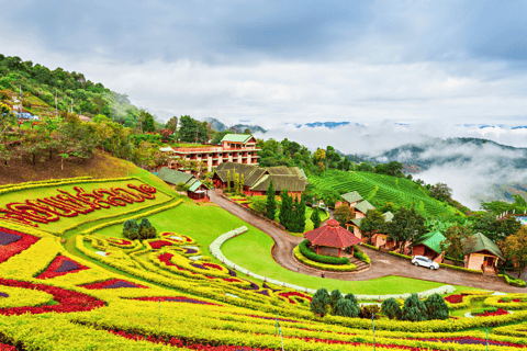 Chiang Mai: Chiang Rai &amp; Doi Mae Salong Teeplantagen-Tour