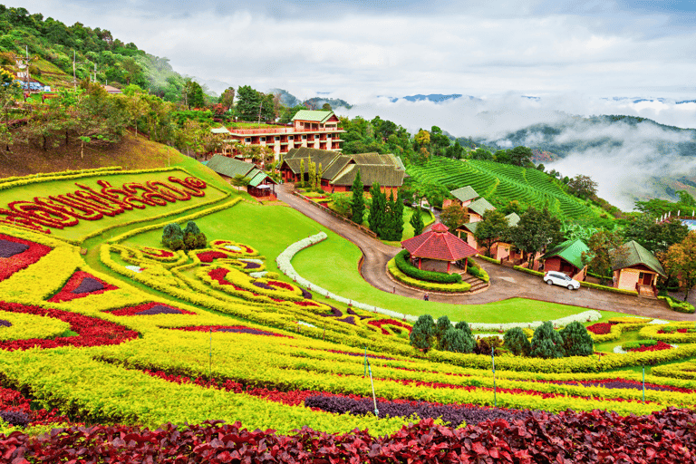 Chiang Mai: Excursão às plantações de chá de Chiang Rai e Doi Mae Salong