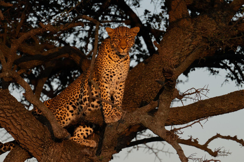 03 DAYS EXCITING MASAI MARA SAFARI