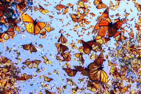 Valle de Bravo: Monarch Butterfly Tour