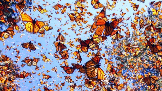 Visit Valle de Bravo Monarch Butterfly Tour in Mussoorie