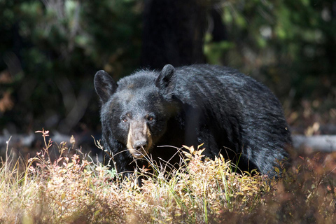 Private Sunset Safari of Grand Teton National Park Grand Teton Wildlife Safari and Scenic Highlights Tour