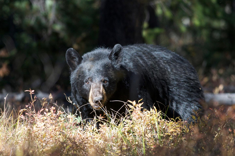 Private Sunset Safari of Grand Teton National Park Grand Teton Wildlife Safari and Scenic Highlights Tour