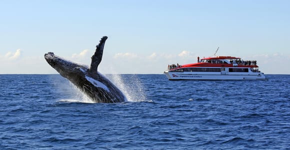 Sydney 2.5-Hour Whale Watching Cruise – 95% Whale Guarantee