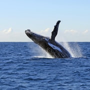 Sydney 2.5-Hour Whale Watching Cruise – 95% Whale Guarantee