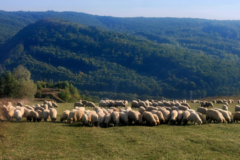 From Cluj : Golden Circle Of Transylvania