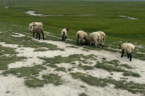 Normandy: D-Day Beaches & Mont Saint-Michel Day Trip d day + msm from rouen