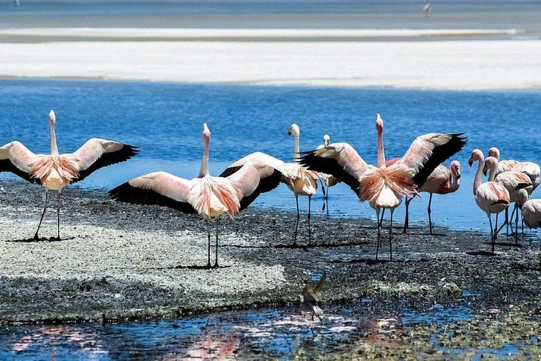 Desde Uyuni: Gêiseres e Salar de Uyuni 3 dias | Flamingos