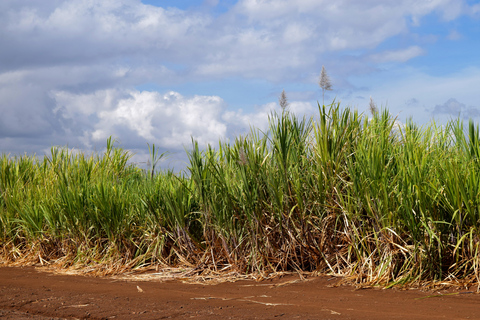 Moshi: Sugar Plantation Bike Tour