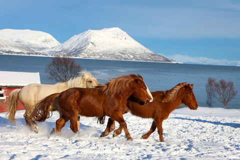 Tromsø: Wizyta w stadninie koni Lyngen