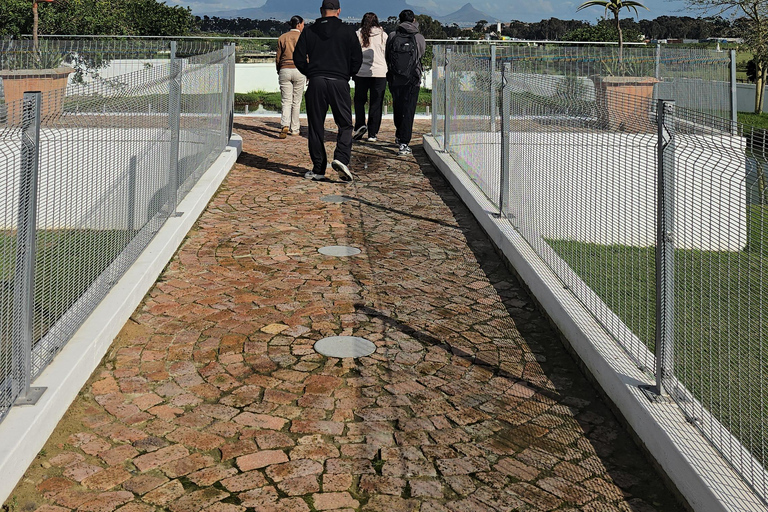 Cape Town: Ostrich Ranch Safari with Hotel Transfer