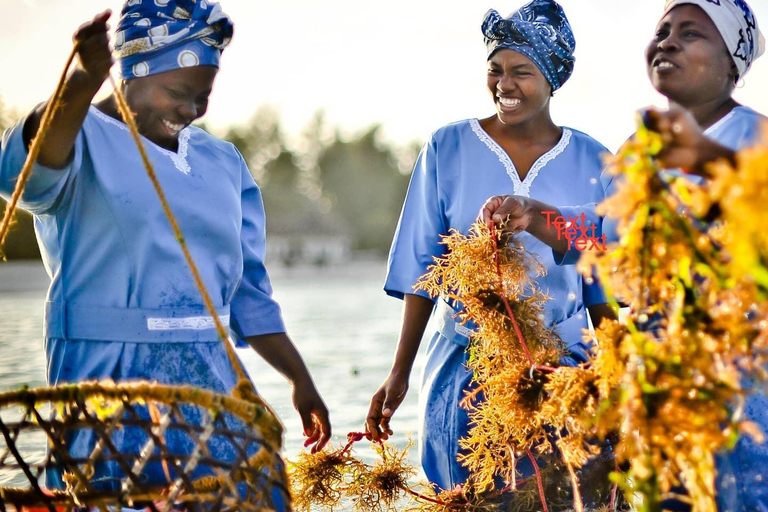 زنجبار: جولة في قرية متندي ومركز الأعشاب البحرية مع خدمة الاستلام