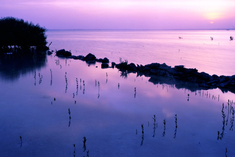 Doha : Visite privée du nord du Qatar, mangroves et fort de Zubara