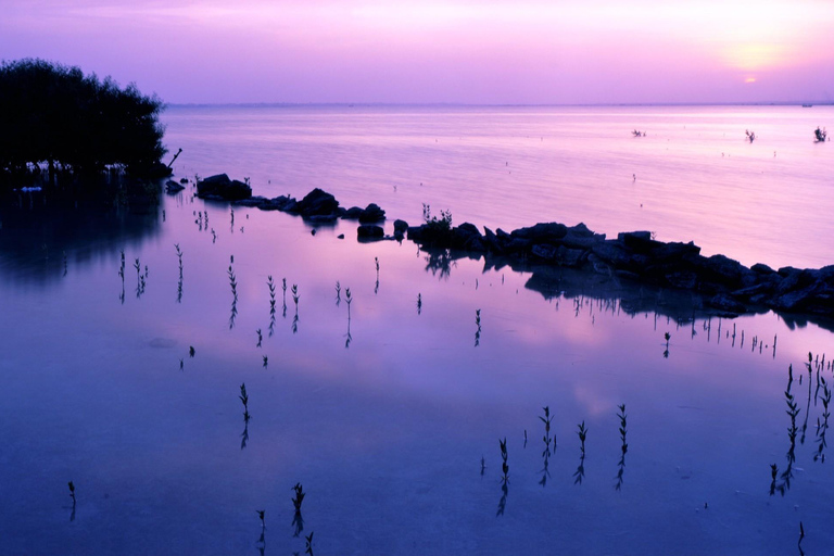 Doha: Privétour Noord-Qatar, mangroves & Zubara Fort