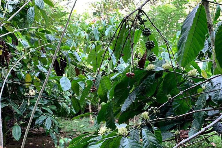 Bali: Ubud Swing, Rice Terrace & Temple Private Day Tour