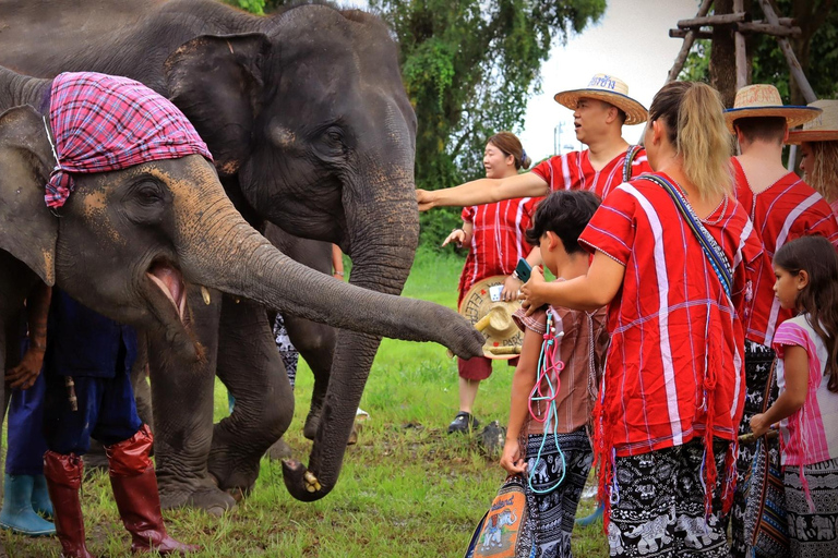 Parc des éléphants de Bangkok : expérience avec les éléphants en HD (sans transfert)HD Bangkok Elephant Care sans transfert