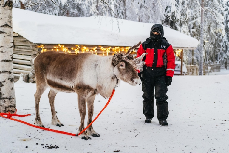 Rovaniemi: safari en motonieve y granja de renos y huskies