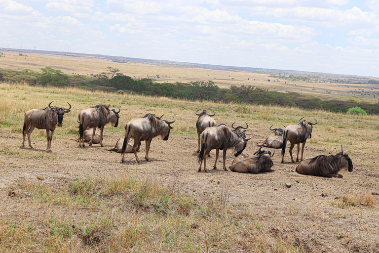 Privérondleiding door het Nairobi Nationaal Park