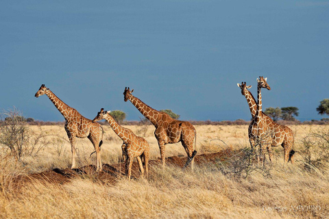 Campamento de safari de 3 días en el Parque Nacional Meru-Ikweta