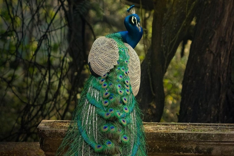 Salta la cola : Visita al Parque Biológico de Nahargarh, Jaipur