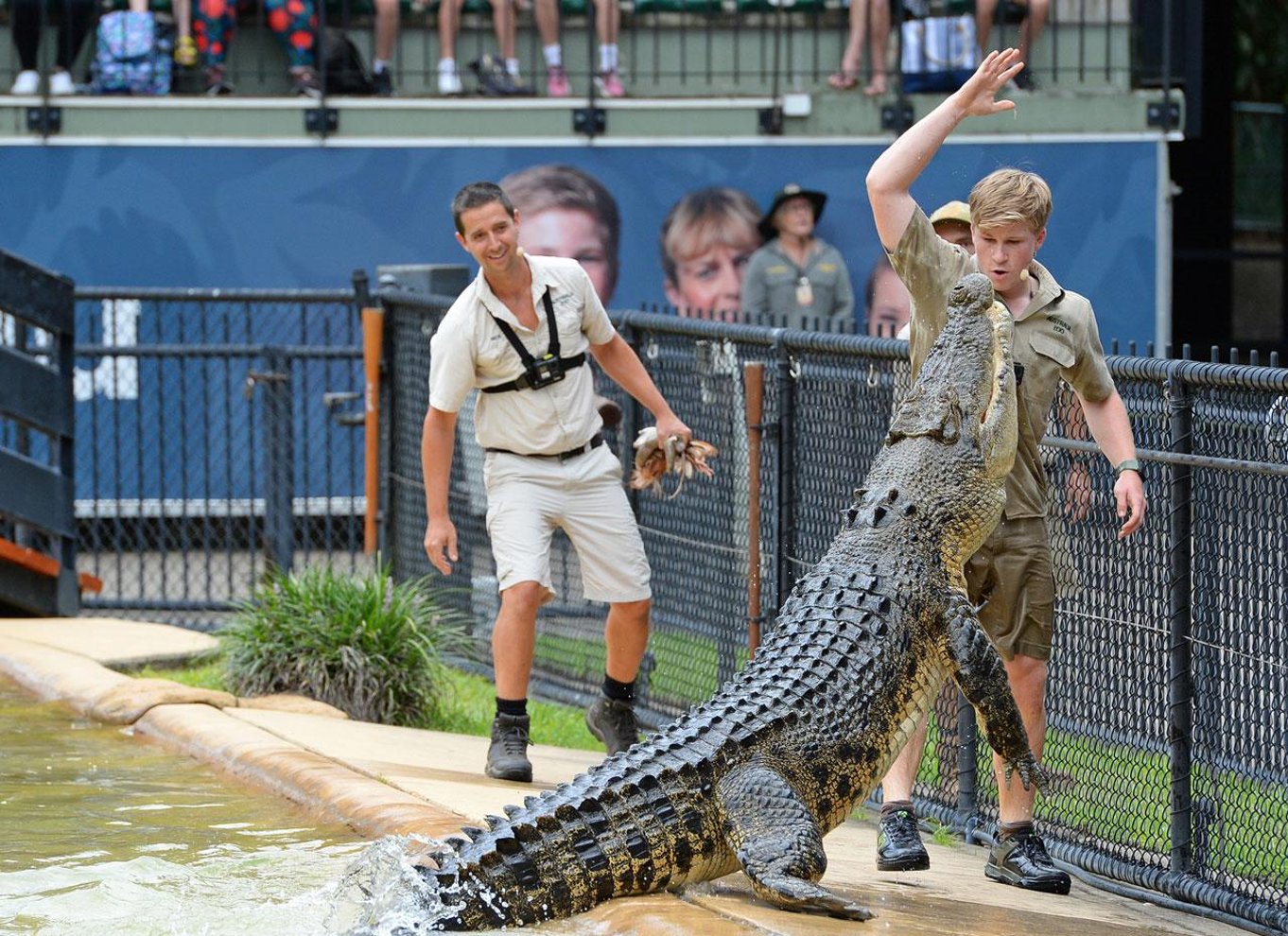 Fra Brisbane: Australien Zoo-billet og transfer tur/retur