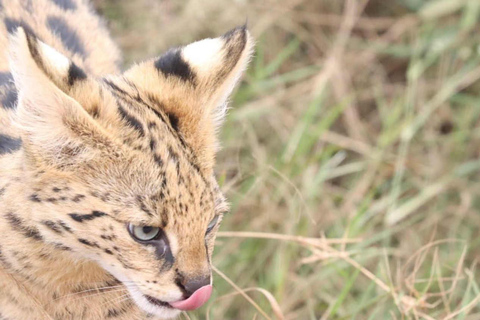 Nairobi: Nationaal park, Giraffe Center &amp; Souvenir TourNairobi: Nationaal park, Giraffecentrum &amp; Souvenir Tour