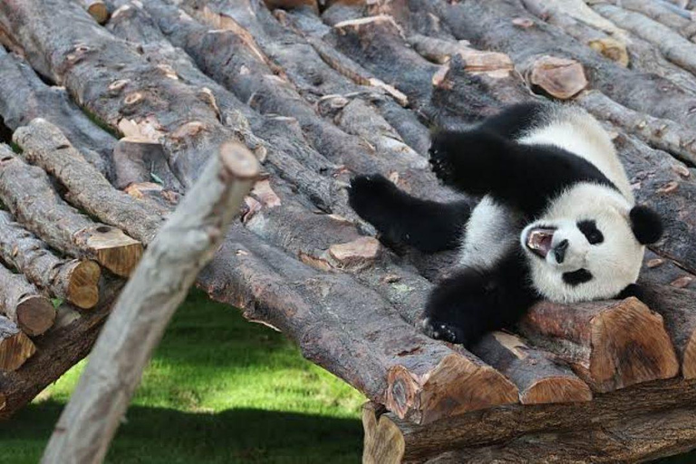 Al Khor: Panda House Visit with Transportation from Doha