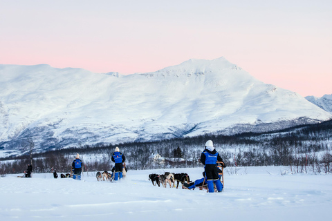From Tromsø: Dog Sledding Experience with Transfer