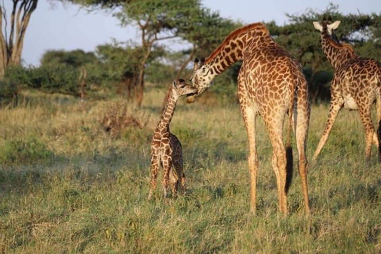 From Zanzibar: Selous Game Reserve Day Safari with Lunch