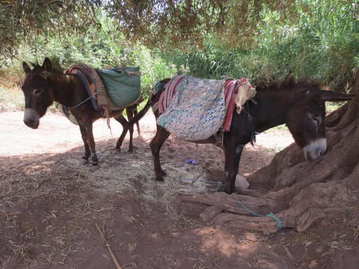 Marrakech Ouzoud Waterfalls & Guided Tour and Boat Ride GetYourGuide