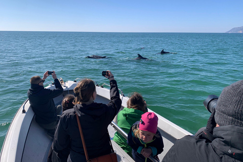 Sesimbra: Tour in barca per l&#039;osservazione dei delfini di Arrábida con biologoSesimbra: Tour in barca con biologo per l&#039;osservazione dei delfini di Arrábida