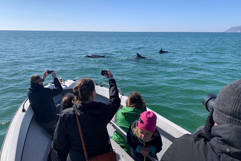 Sesimbra: Tour in barca per l&#039;osservazione dei delfini di Arrábida con biologoSesimbra: Tour in barca con biologo per l&#039;osservazione dei delfini di Arrábida