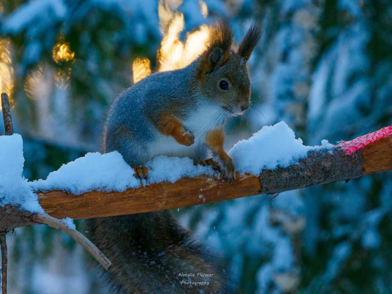 Oulu: Winterwunderland, Winterspaß & Wildtiertrip