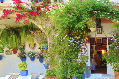 Córdoba: Patios de Córdoba Exclusive Private Tour