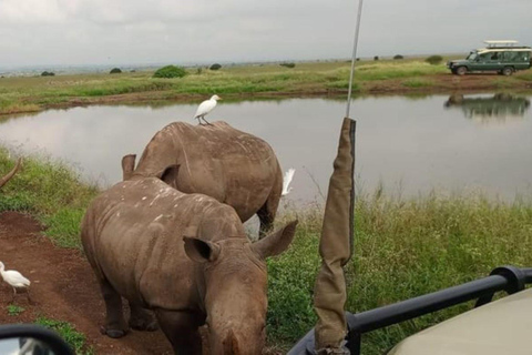 Nairobi National Park Game Drive z bezpłatnym odbiorem i zrzutem