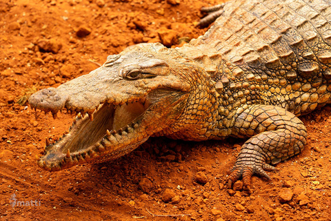 Safari z lwami i przejażdżka po rezerwacie BandiaSafari z lwami i przejażdżka łodzią w Bandii