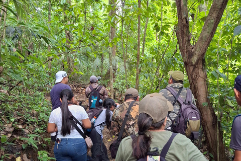 Guided walking tour in the jungle of Palenque PNP Guided visit on foot in the jungle of Palenque PNP