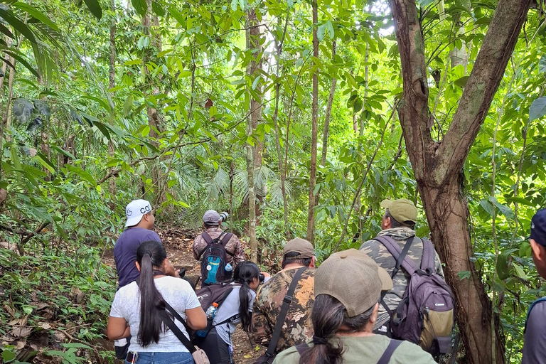 Guided walking tour in the jungle of Palenque PNP Guided visit on foot in the jungle of Palenque PNP
